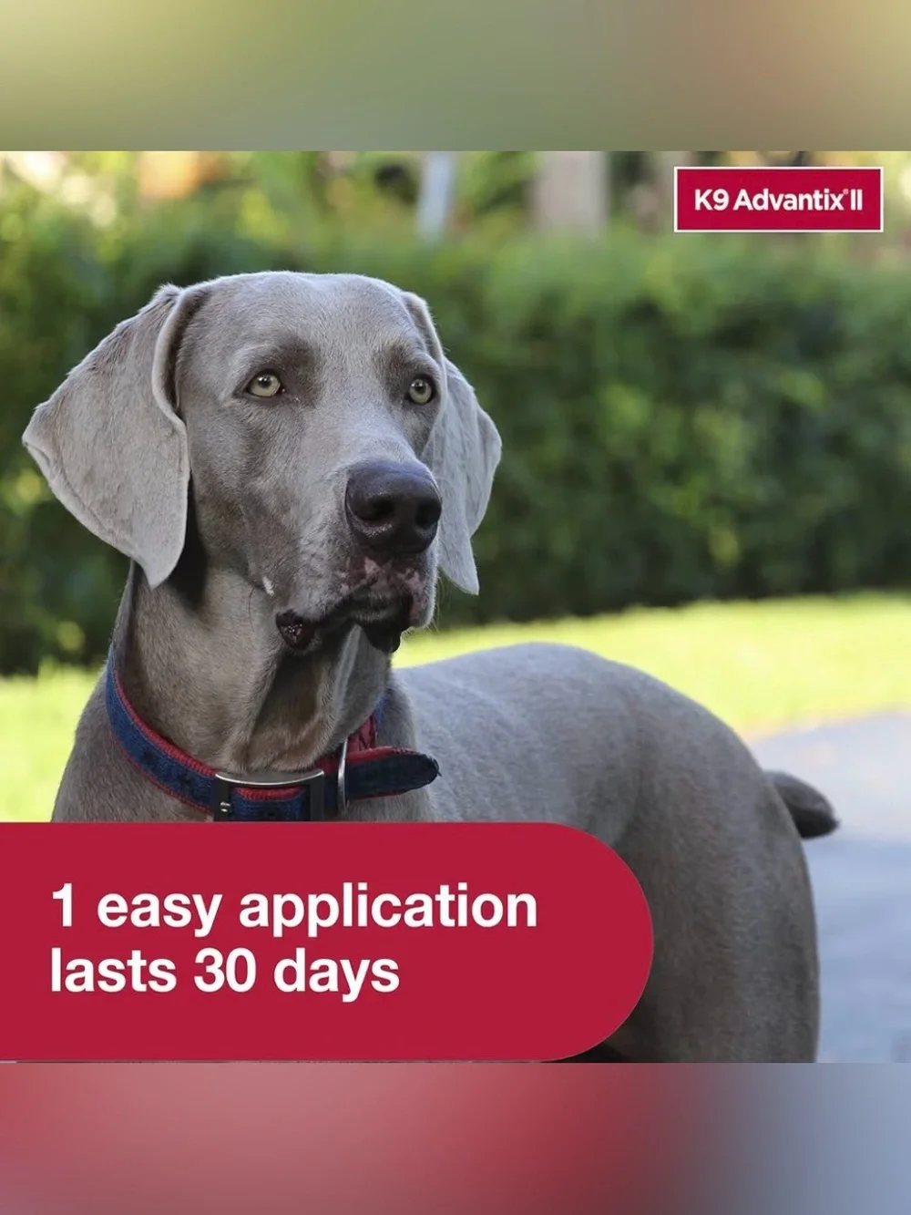 K9 Advantix II XL Dog Flea Tick Mosquito Treatment 2-Month Over 55 lbs 2 Dose